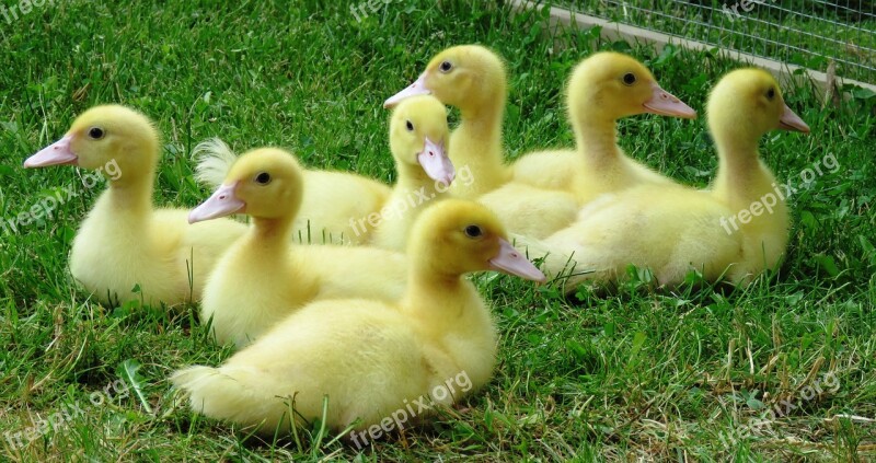 Ducks Chicks Waterfowl Young Animals Yellow