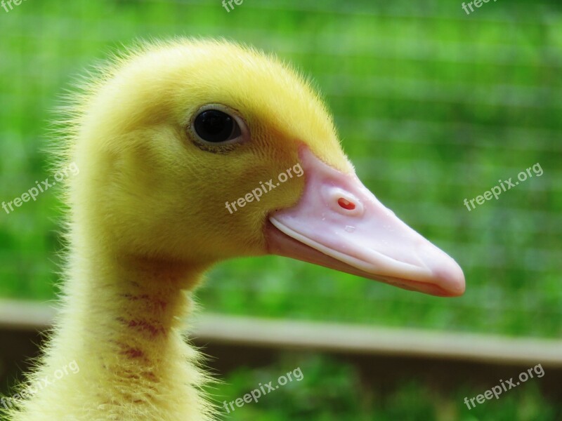 Duck Chicks Waterfowl Fluff Young Bird