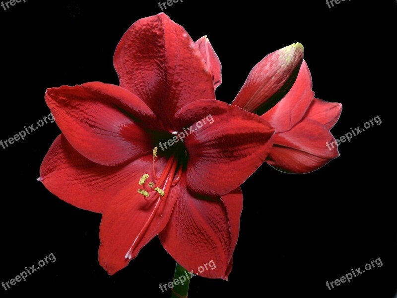 Flower Blossom Bloom Red Amaryllis