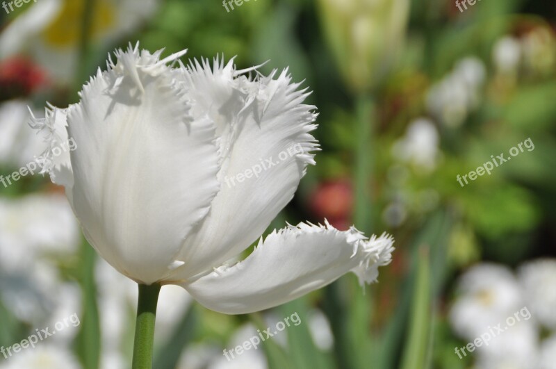 Tulip White Spring Blossom Bloom