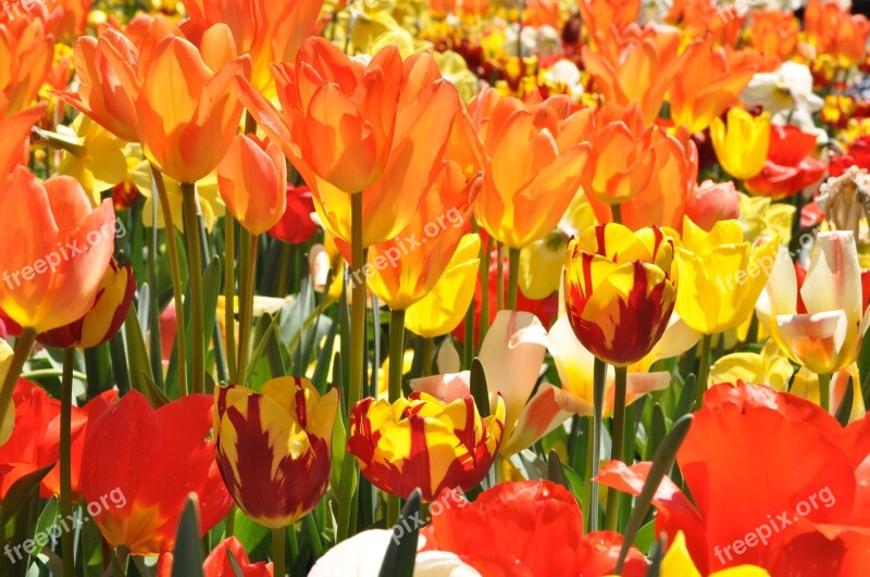 Tulip Field Spring Mainau Island Free Photos