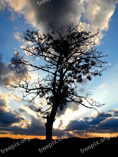 Tree Silhouette Twilight Fade Dawn