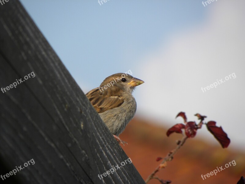 Bird Homester Beak Sparrows Nature