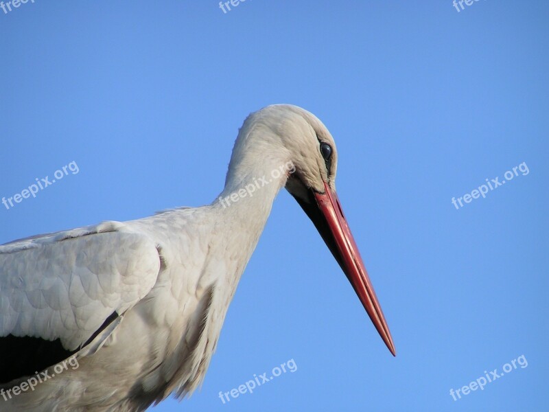 Stork Bird Nature Nest Animals