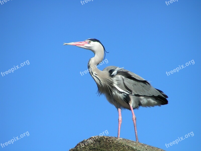 Heron Bird Nature Babu Wings