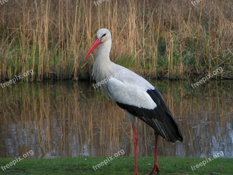 Stork Bird Nature Nest Animals