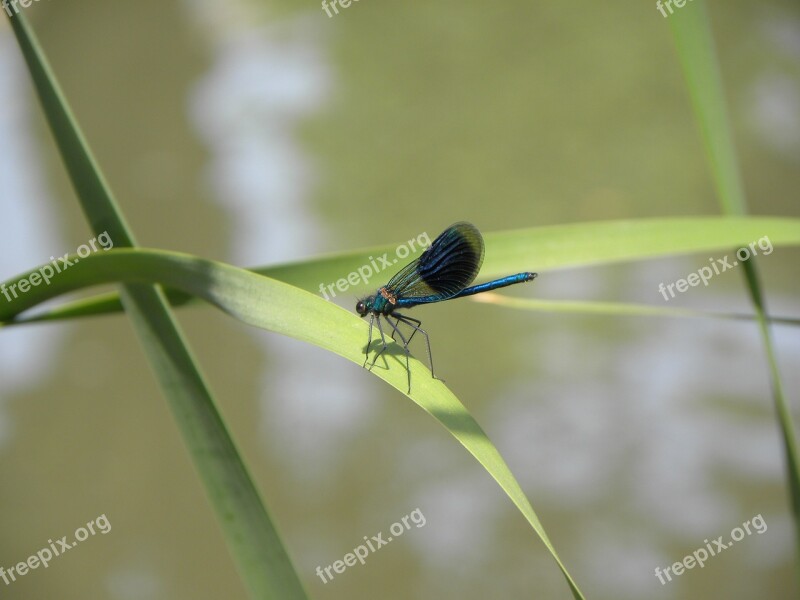 Macro Dragonfly Summer Blue Bug