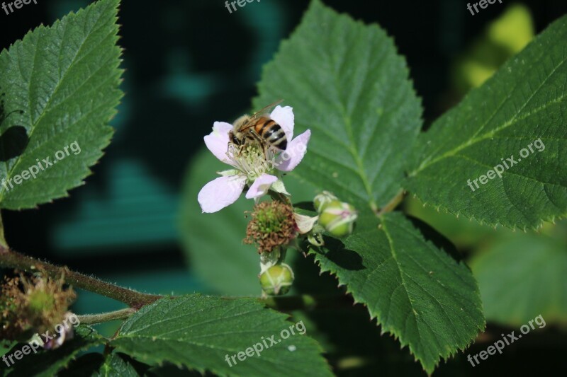 Blackberry Blossom Bloom Bee Immature