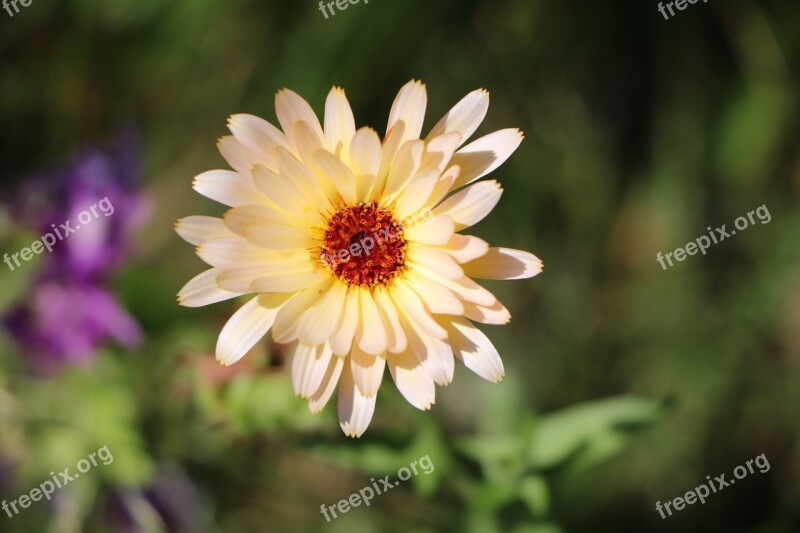 Flower Yellow Marigold Blossom Bloom