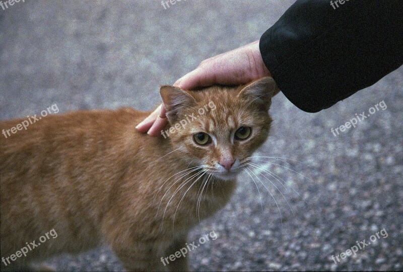 Cat Petting Ginger Pet Animal