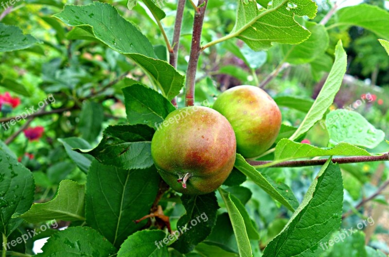 Apple Apple Tree Fruit Orchard Season