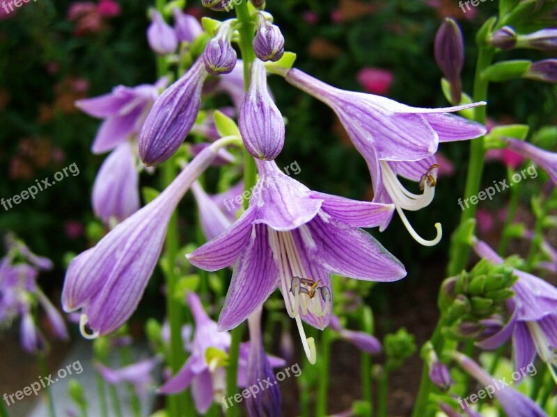 Shadow Lily Purple Flower Flower Garden Free Photos