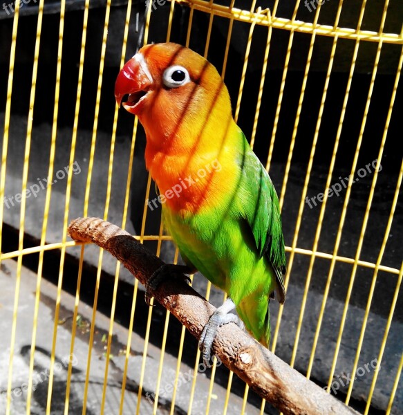 Lovebird Green Bird Parrot Tropical