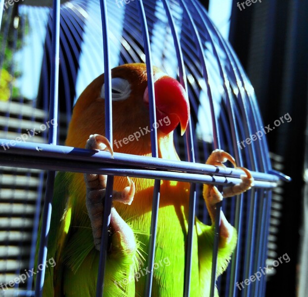 Lovebird Green Bird Parrot Tropical