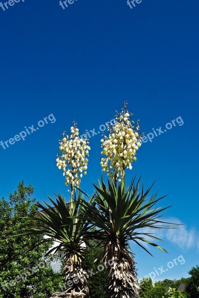 Yucca Palm Blossom Bloom Flora