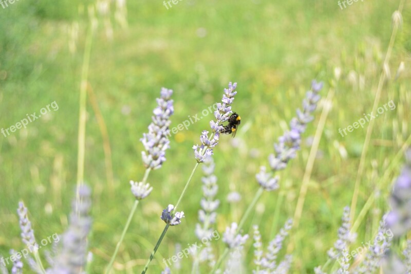 Bombo Lavender Flowers Violet Insect