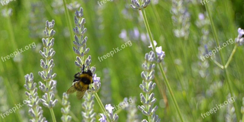 Bombo Insect Lavender Flower Summer