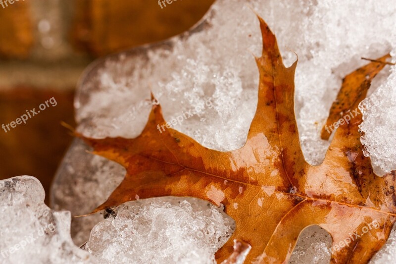 Frozen Leaf Snow Brown Winter