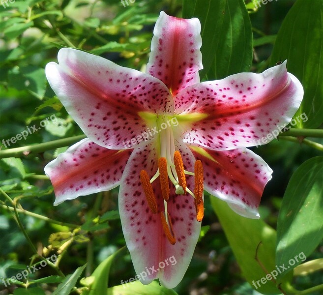 Asiatic Lily Fully Open Asiatic Lily Lily Flower Blossom