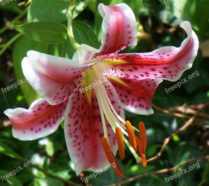 Asiatic Lily Fully Open Asiatic Lily Lily Flower Blossom