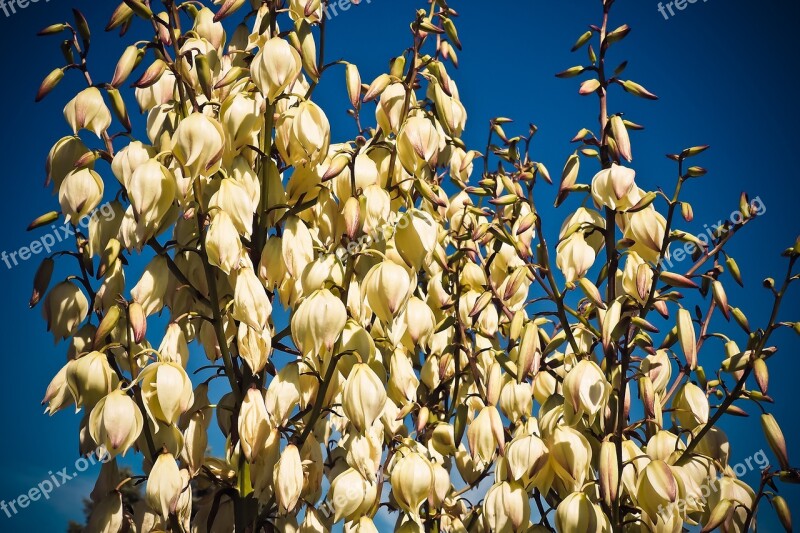 Yucca Palm Blossom Bloom Flora