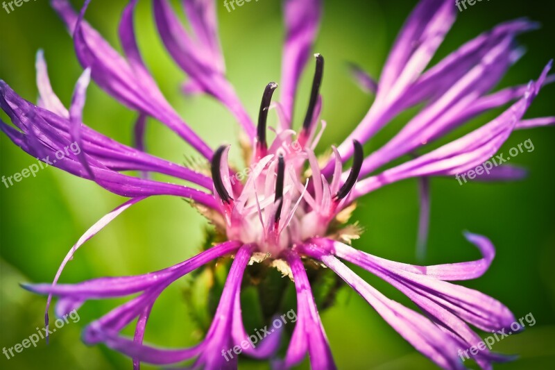 Cornflower Flower Blue Blossom Bloom