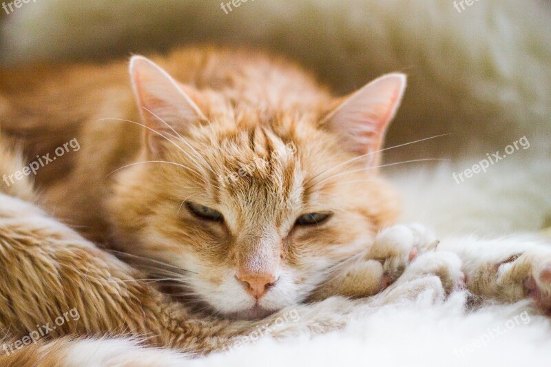 Cat Red Tomcat Sleeping Free Photos