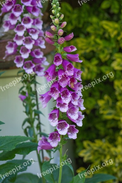 Thimble Common Foxglove Flower Flowers Plant