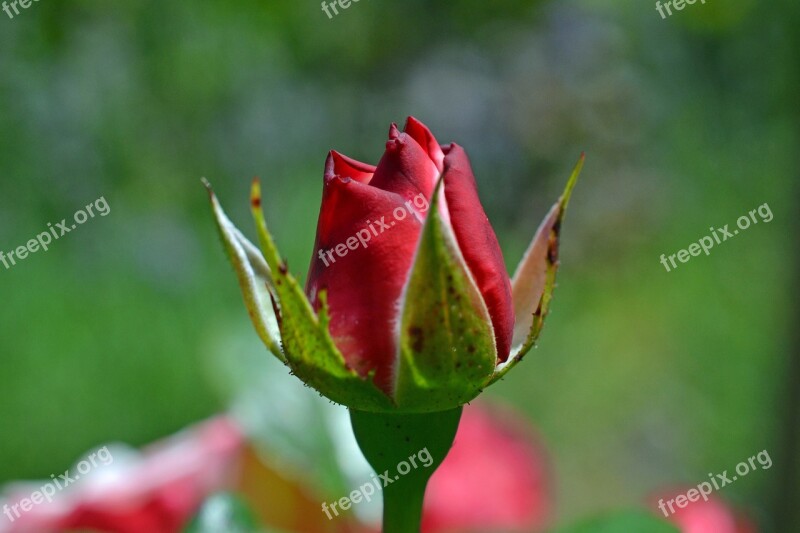 Rose Bud Red Blossom Bloom