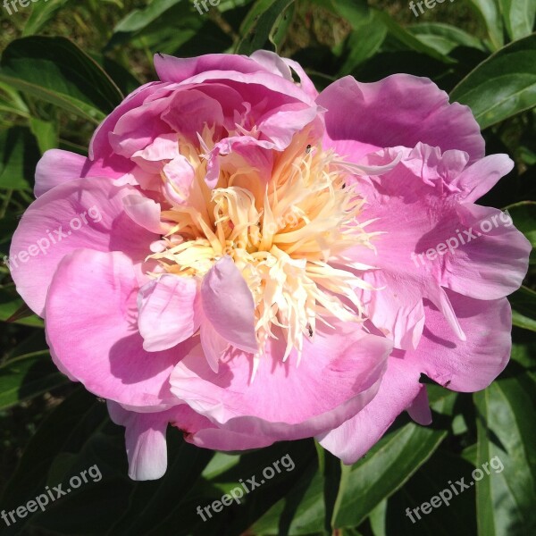 Pink Peony Flower Spring Peony Pastel