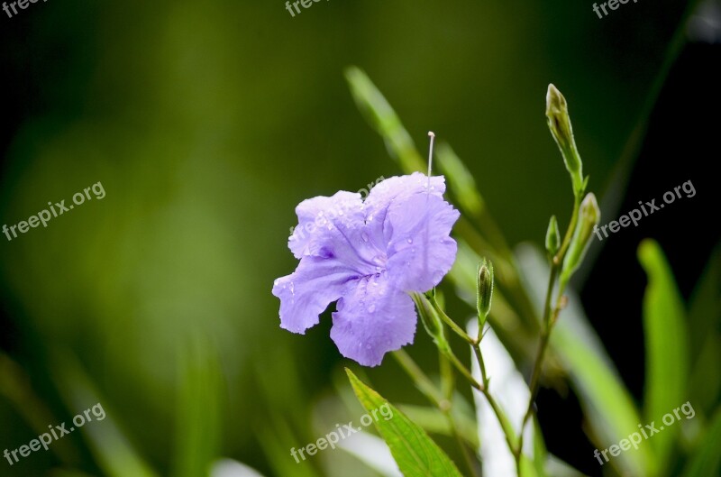 Purple Flowers Nice The Morning Flowers Bloom Female