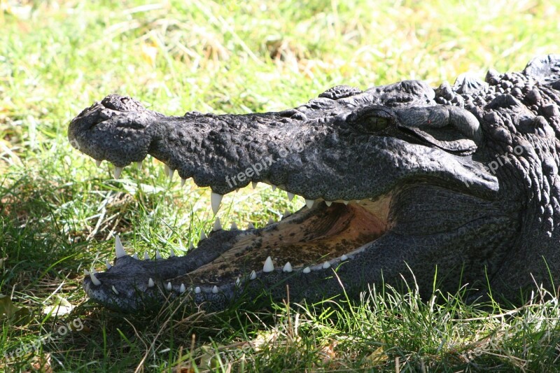 Crocodile Amphibian Predator Reptile Zoo