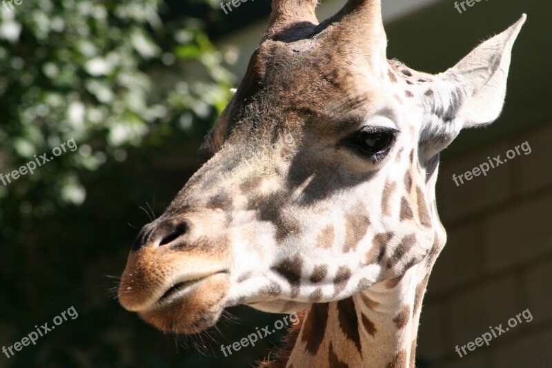 Africa Giraffe Mammal Head Zoo