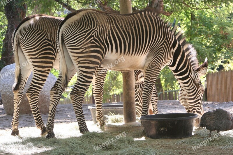 Zebras Mammal Africa Eating Hay