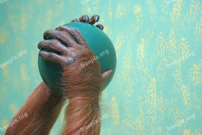 Hands Ball Food Orang-utan Old World Monkey