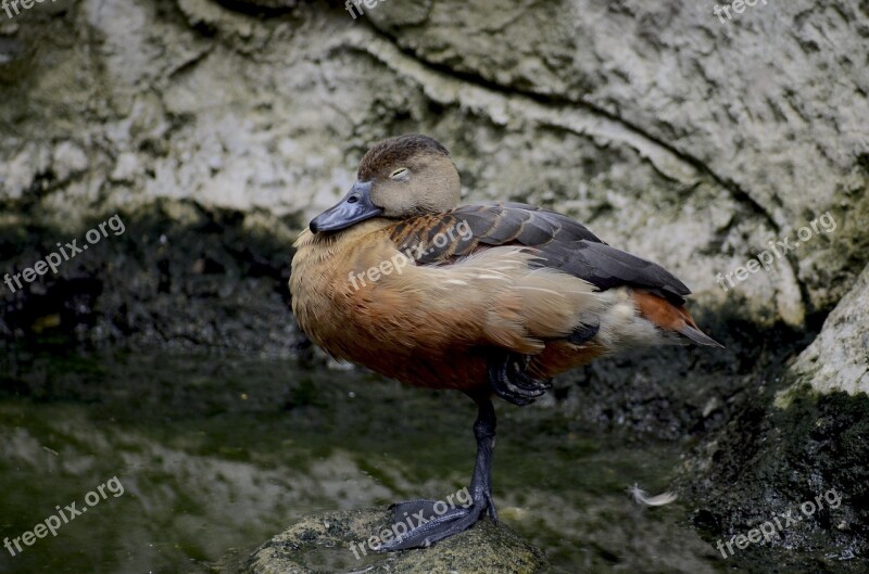 Birds Le Le Standing One Leg Sleep Nap Water