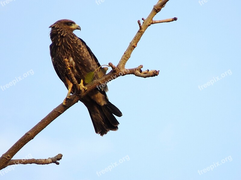 Falcon Eagle Bird Of Prey Bird Raptor