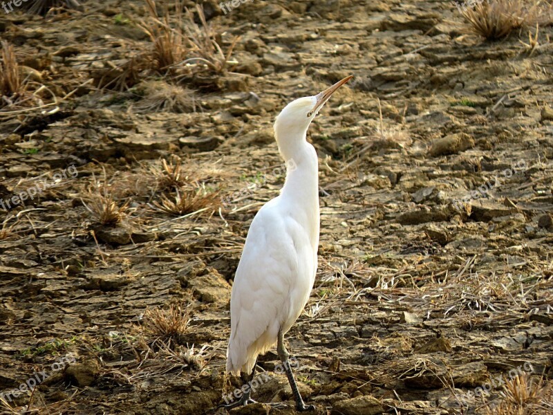 Crane Bird Heron White Birdwatching