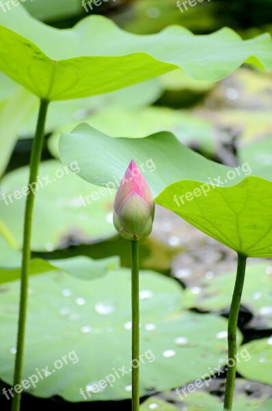 Lotus Flowers Pink Green The Morning Dew Drops