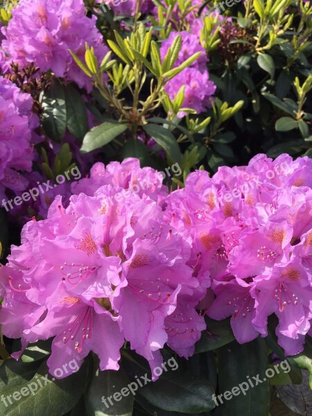 Spring Odense Rhododendron Natural Denmark