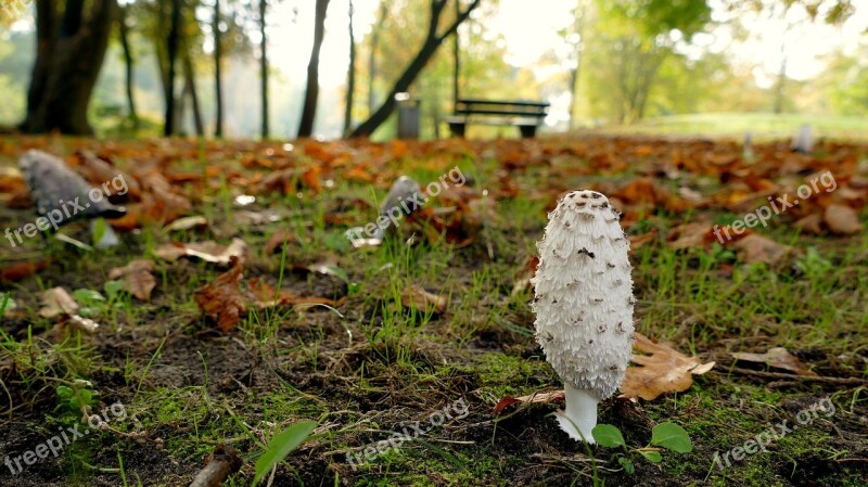 Mushroom Park Autumn Herbstimpression Free Photos