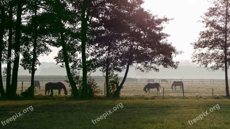 Morgenstimmung Paddock Horses Free Photos