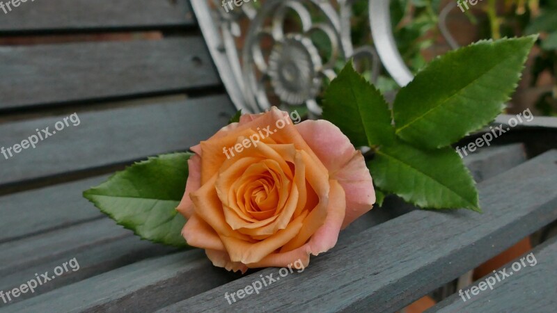 Rose Lachs Blossom Bloom Rose Bloom Decorative