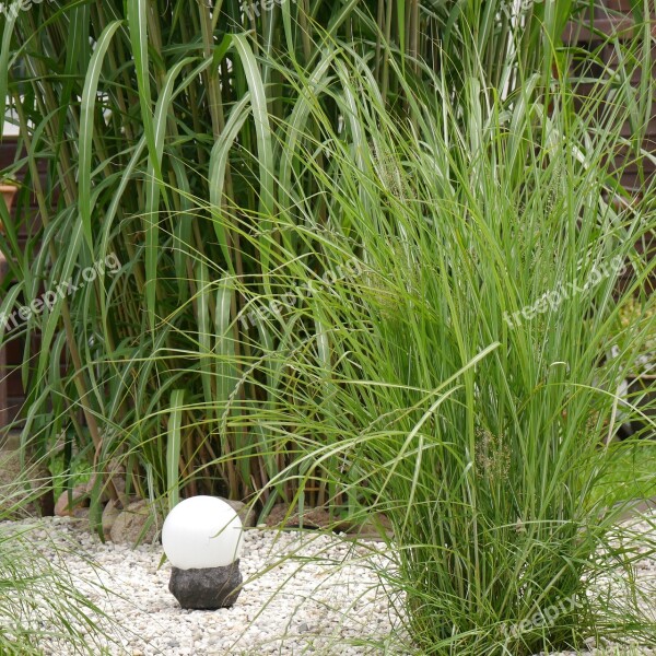 Garden Grasses Bamboo Grassedit This Page Free Photos