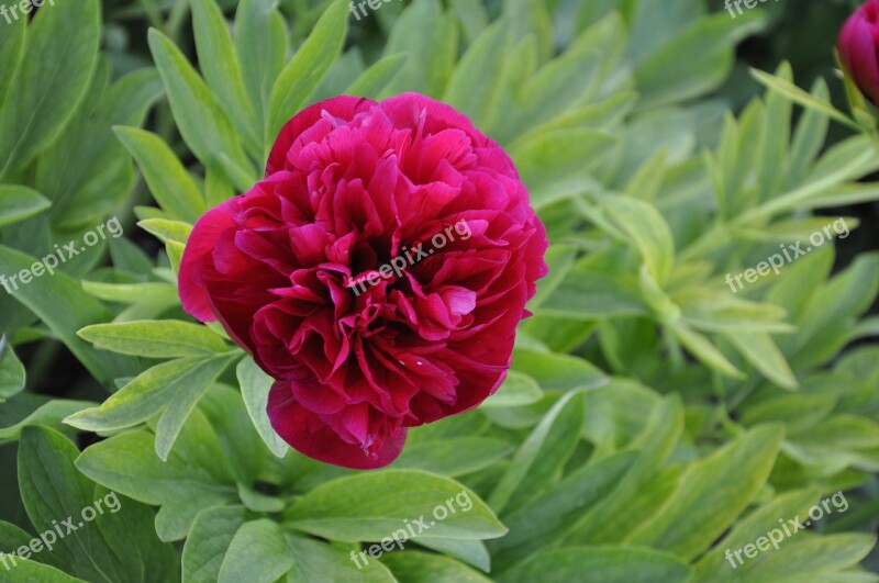 Peony Flower Spring Closeup Red