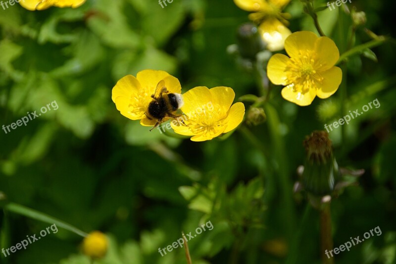 Bourdon Insect Foraging Nature Flower