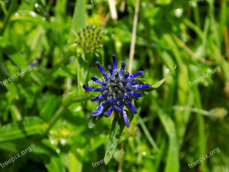 Devil's Claw Flower Blue Blossom Bloom