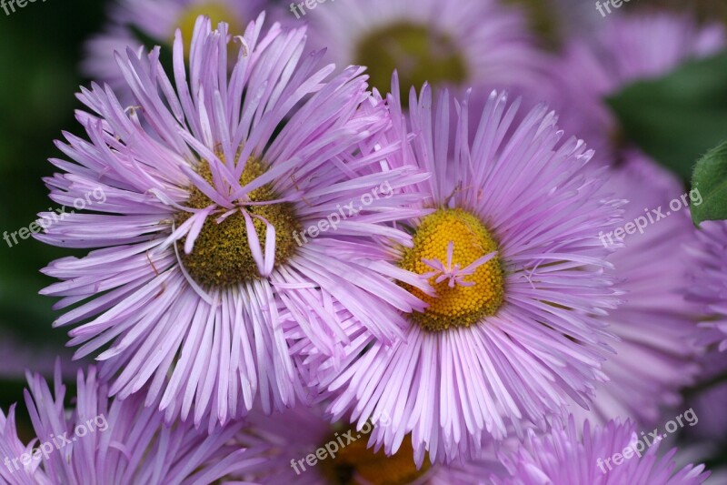 Flowers Stems Leaves Garden Summer