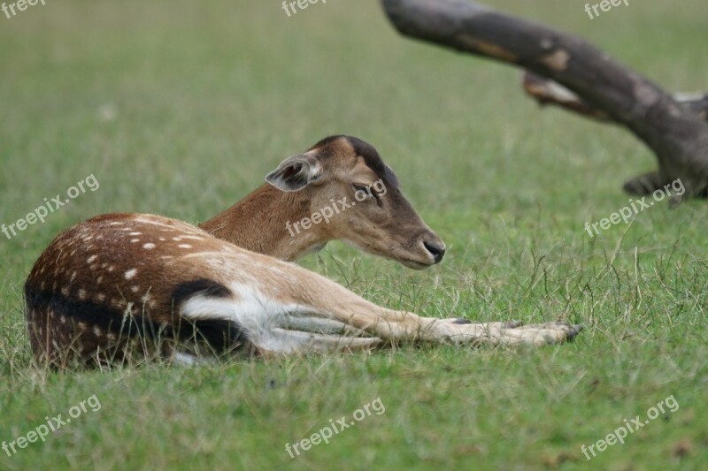 Red Deer Wildlife Park Paarhufer Peaceful Forest Animal