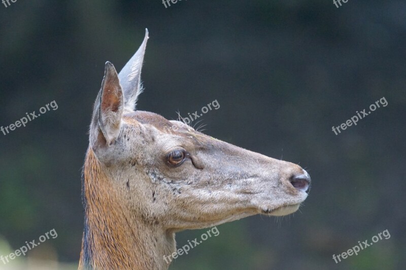 Red Deer Doe Hirsch Wild Wildlife Park